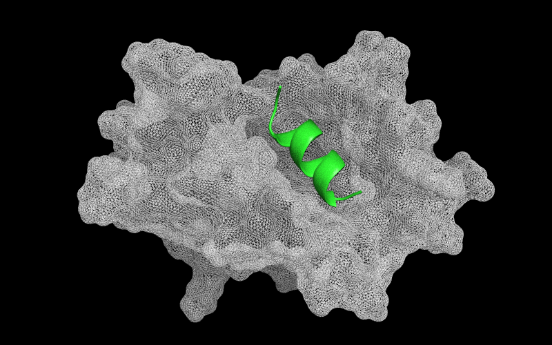 BindCraft-designed peptide binding to its target